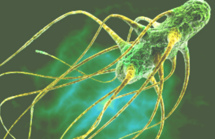 salmonella